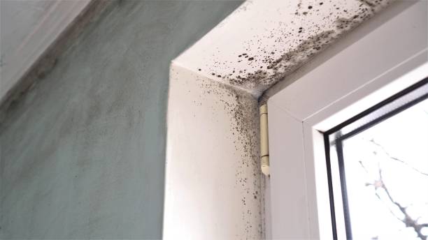 Professional Mold Removal in Seaford, DE