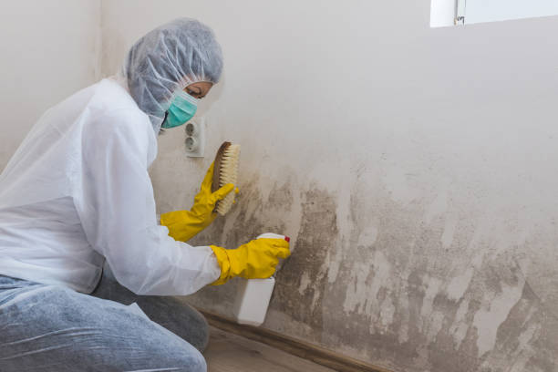 Best Mold Damage Repair  in Seaford, DE
