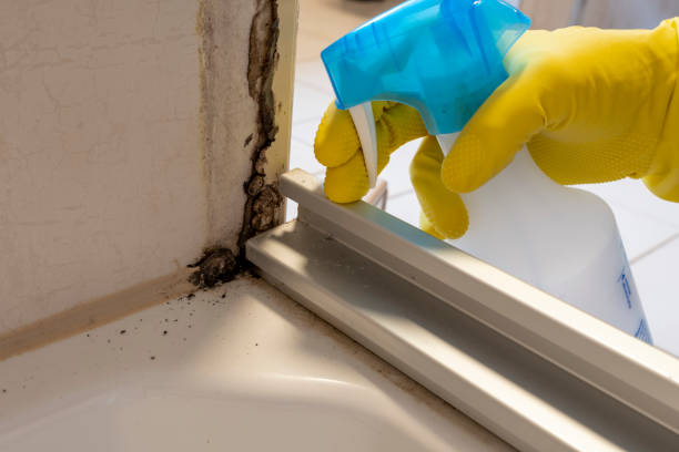 Best Mold Damage Repair  in Seaford, DE
