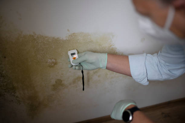 Best Mold Removal and Inspection  in Seaford, DE