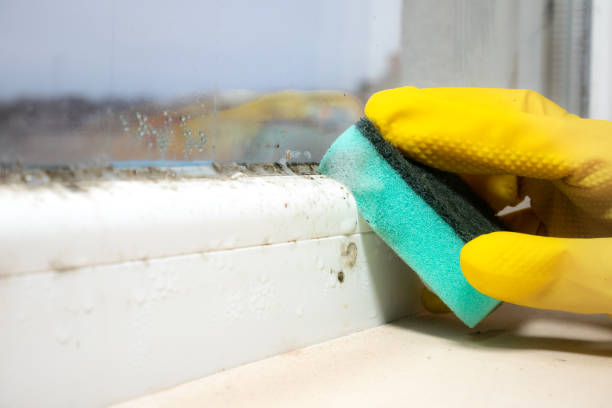 Best Residential Mold Removal  in Seaford, DE