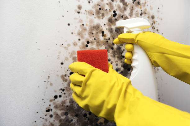 Best Local Mold Removal Service  in Seaford, DE