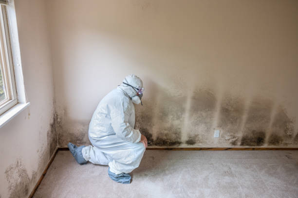 Best Crawl Space Mold Removal  in Seaford, DE
