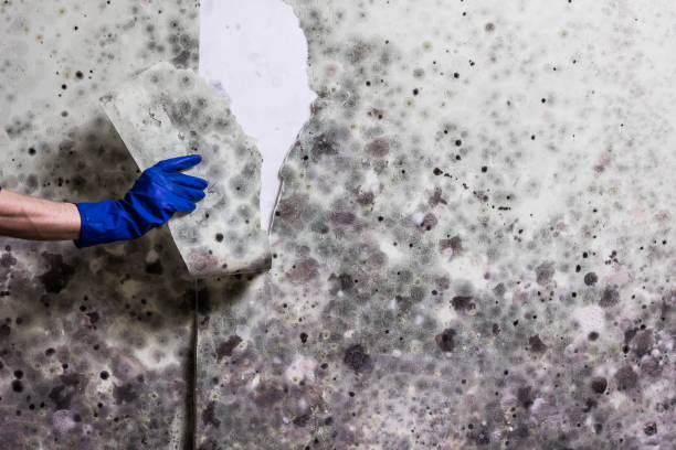 Best Certified Mold Removal  in Seaford, DE