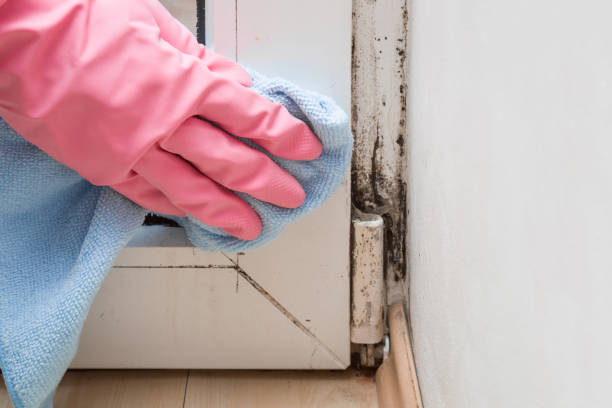 Best Crawl Space Mold Removal  in Seaford, DE