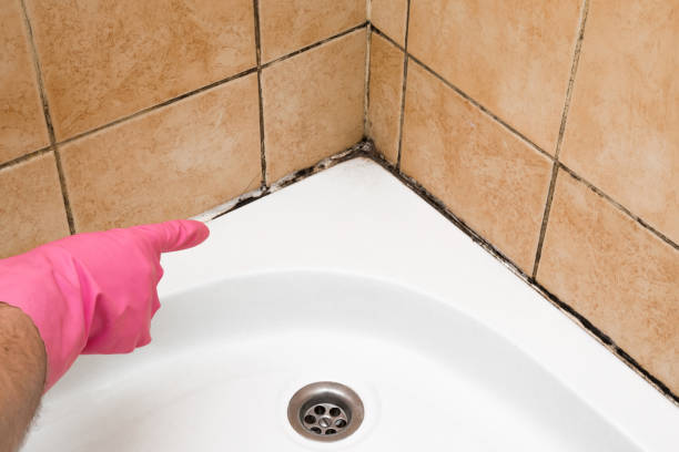 Best Black Mold Removal  in Seaford, DE