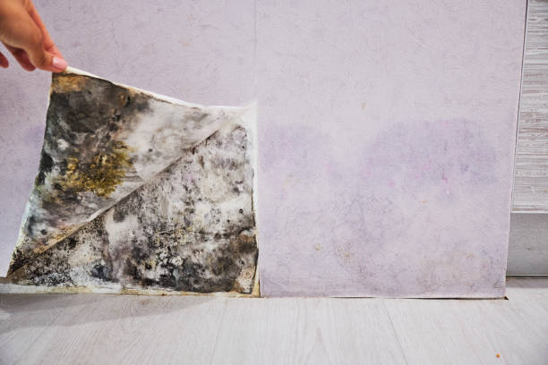 Best Mold Remediation  in Seaford, DE